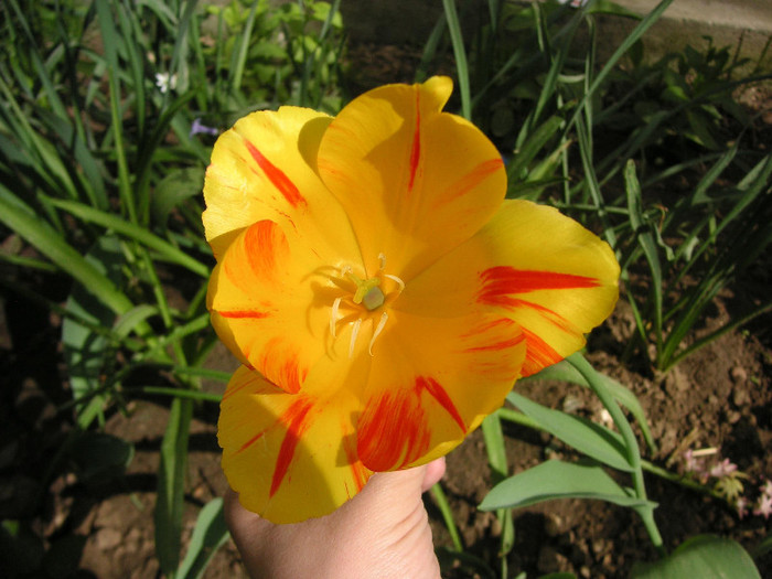 2135366630075666569pIRYQh_fs