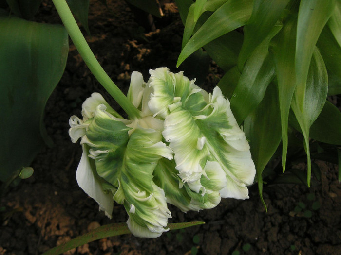 2144623280075666569yNFqlq_fs