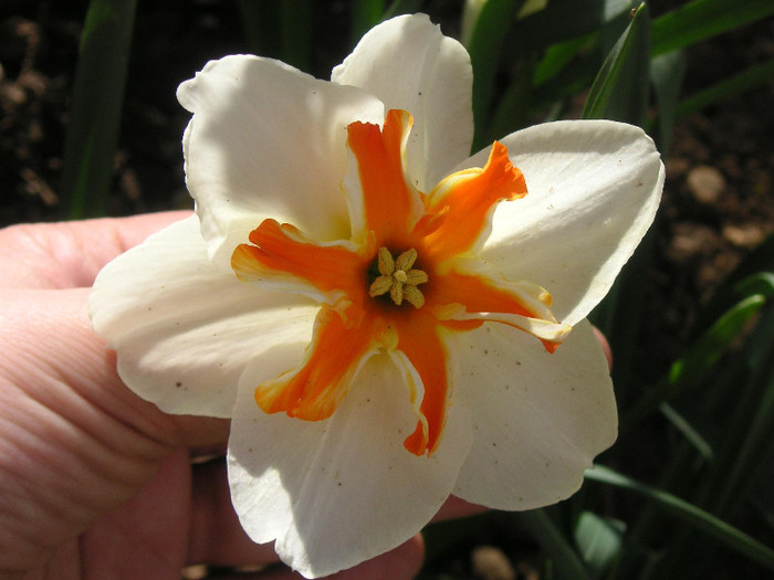 2144637480075666569glaHOq_fs