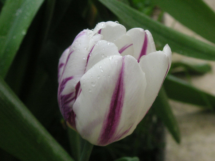 2153976680075666569vRtOue_fs