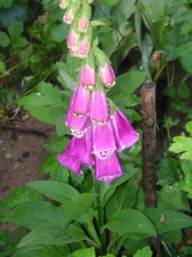 2167919730075666569GcveAP_fs