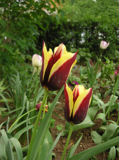 2171011310075666569MRIRBG_fs