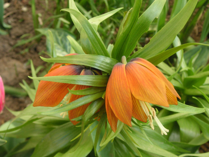 2174984440075666569FnkklH_fs