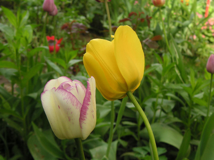 2175179680075666569WOgxRw_fs