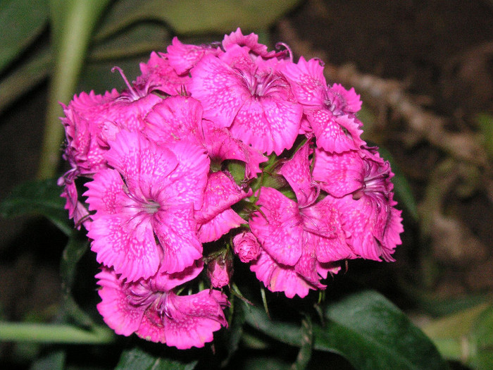 2180907620075666569QfSZch_fs