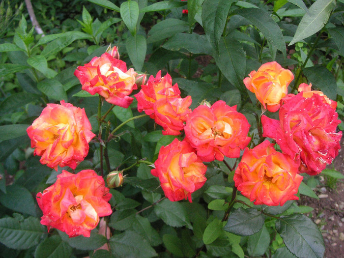 2193717930075666569jPgXfb_fs