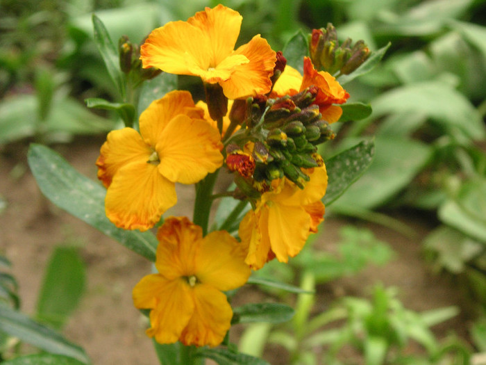 2199517480075666569qchoLw_fs