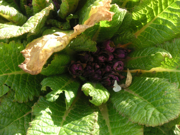 2208758980075666569yFjiAr_fs