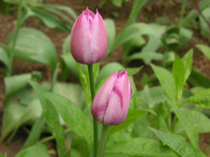 2219709890075666569rGueQs_fs