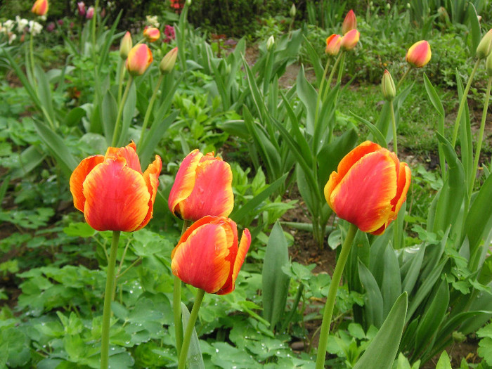 2219777260075666569KXZhIN_fs