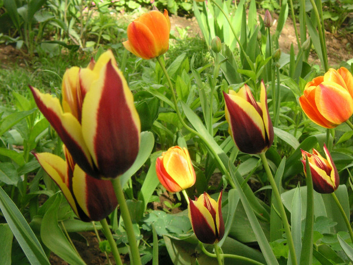 2221191640075666569yaZwlL_fs - Gradina II