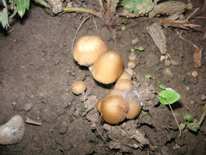 2227611560075666569NBIDSE_fs