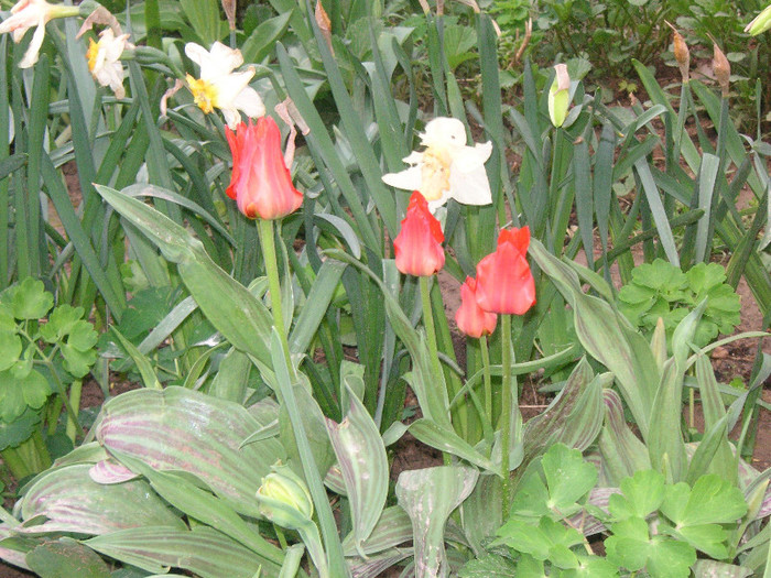 2230799310075666569PFrRml_fs