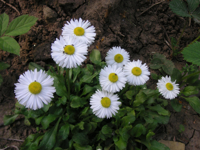 2243184810075666569vBJkcL_fs