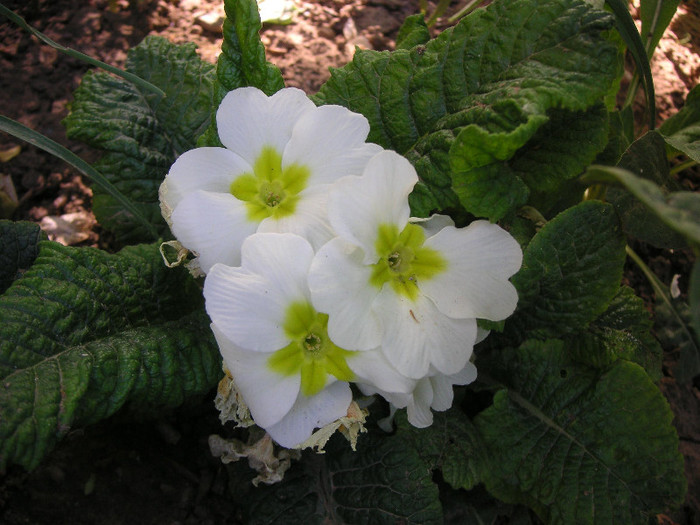 2250498150075666569ddIQGi_fs