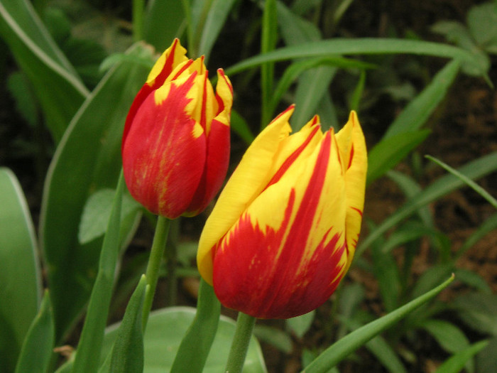 2251310210075666569CPJAGn_fs