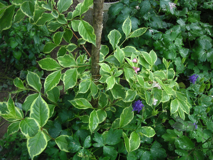 2252782770075666569mVjRuk_fs