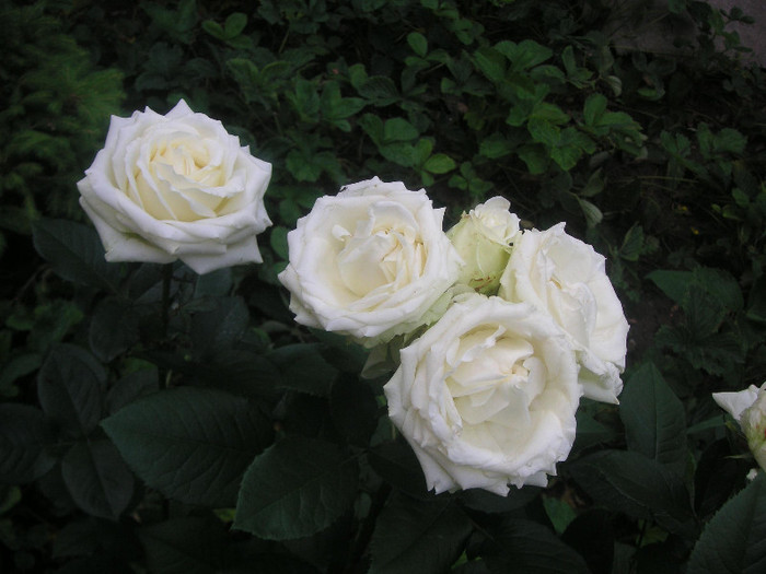 2257848810075666569cuThiR_fs