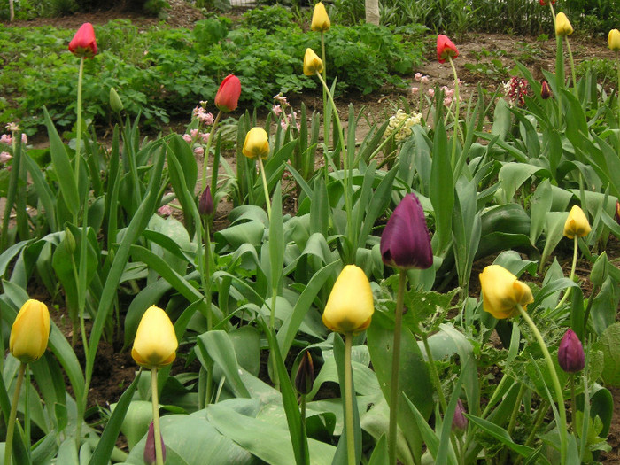 2264292230075666569YBGGfn_fs