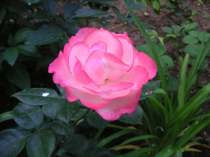 2268806030075666569kEWdjz_fs