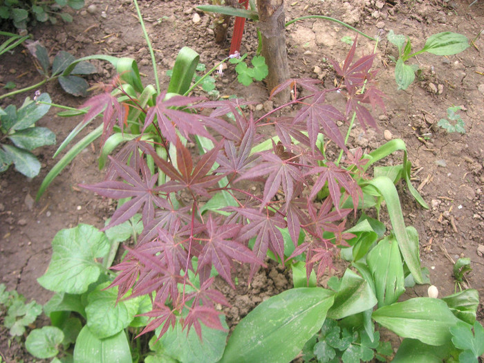 2275627030075666569xLvgIo_fs