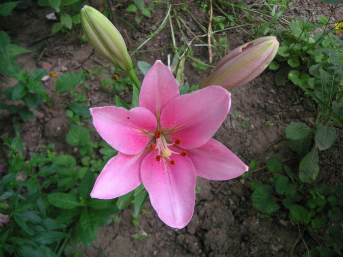 2276460510075666569eWxlFr_fs