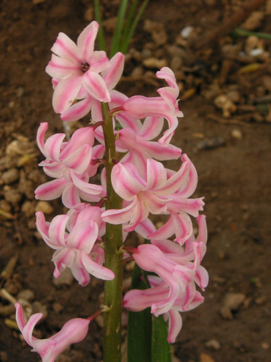 2314324180075666569TIjGbC_fs