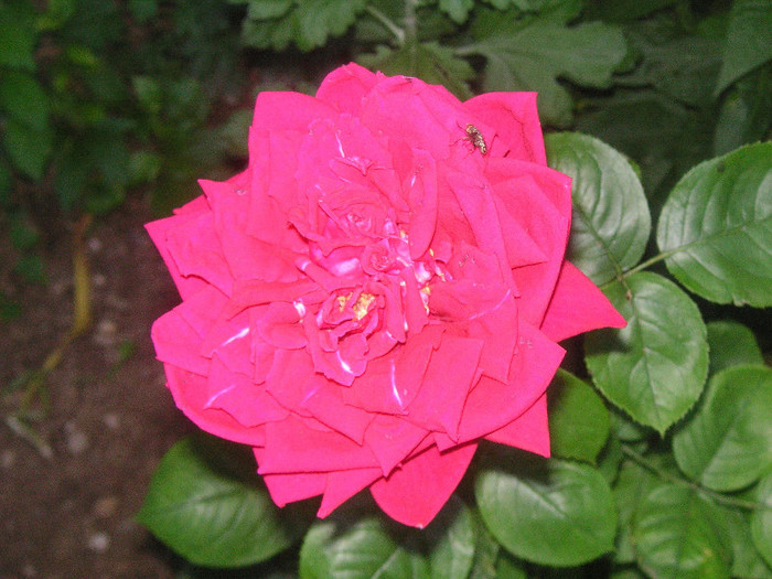 2315934640075666569QZDsGW_fs