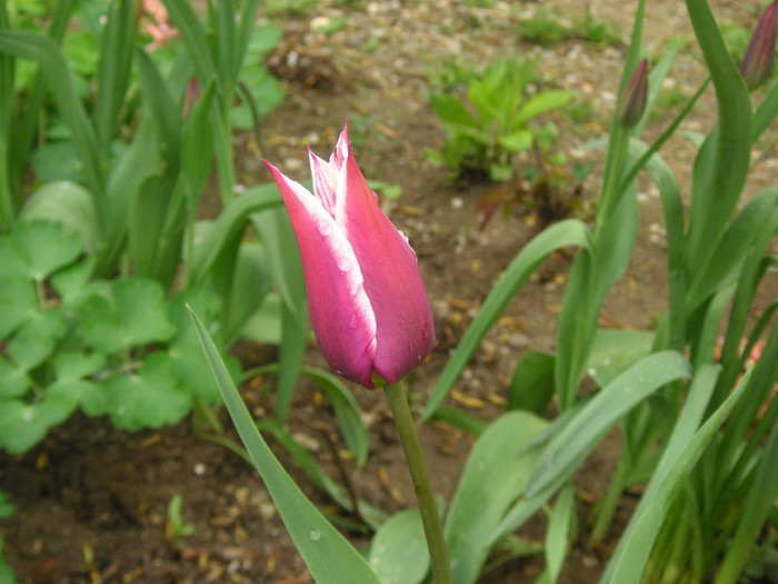 2322341900075666569RRDWIz_fs