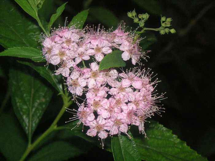 2344580070075666569MqszoD_fs