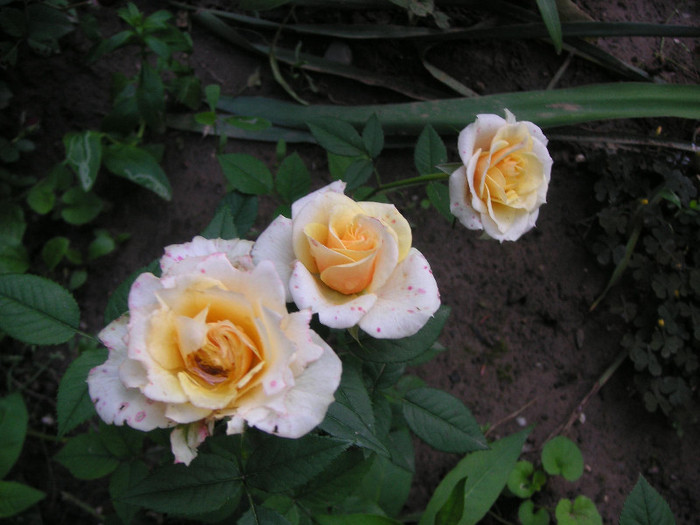 2351818480075666569kWaXQN_fs