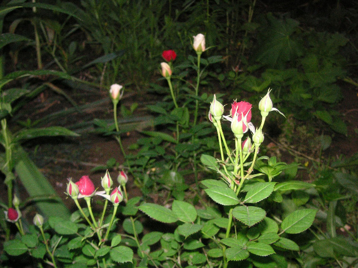 2353286940075666569HcqAUk_fs