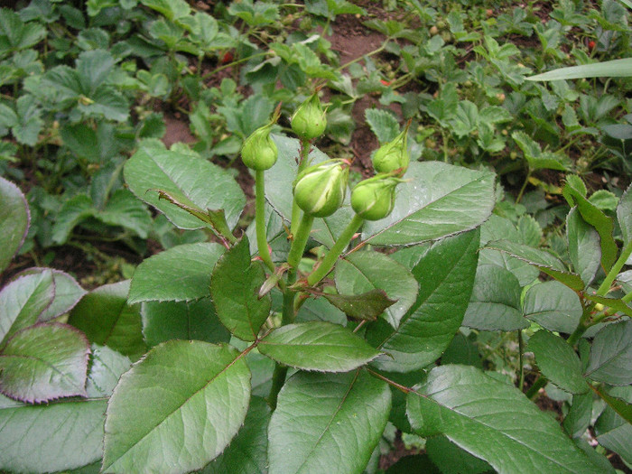 2359330250075666569COHHLk_fs