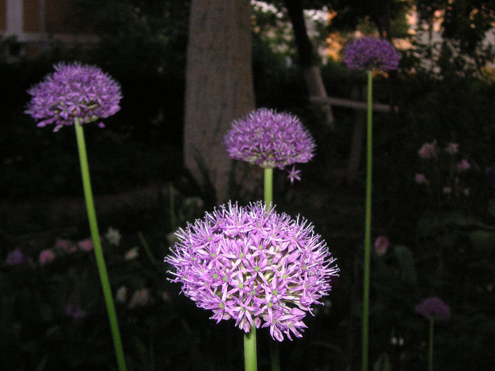 2364703700075666569MHEYPN_fs