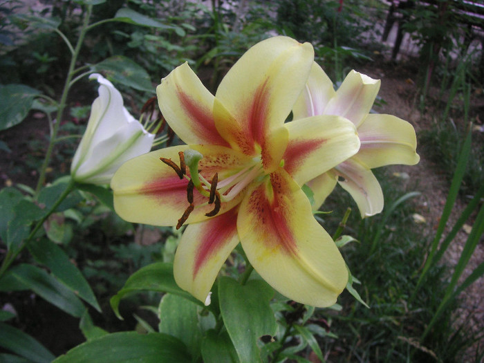 2375968390075666569HRoEVF_fs