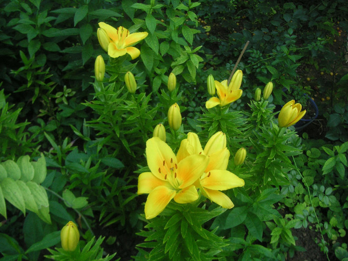 2386676350075666569rVPWqE_fs