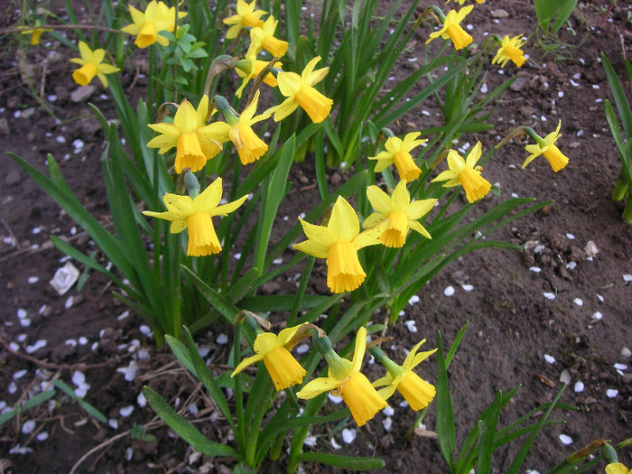 2414549060075666569vesTrA_fs