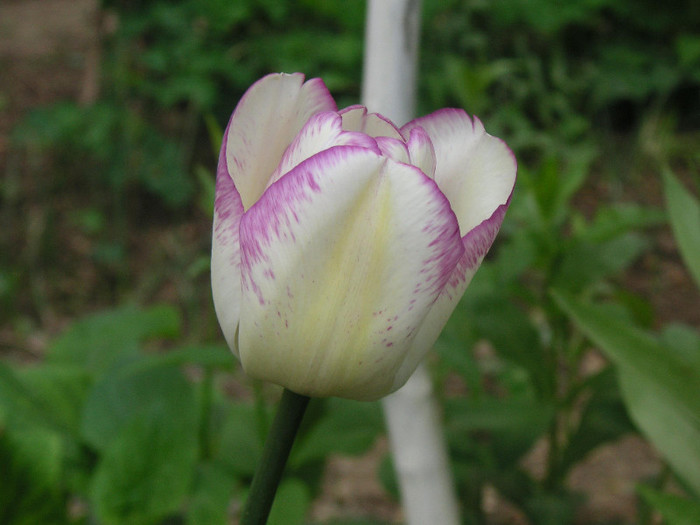 2423528430075666569SrrFpo_fs