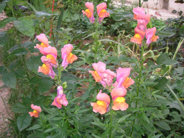 2441104730075666569goqkqd_fs