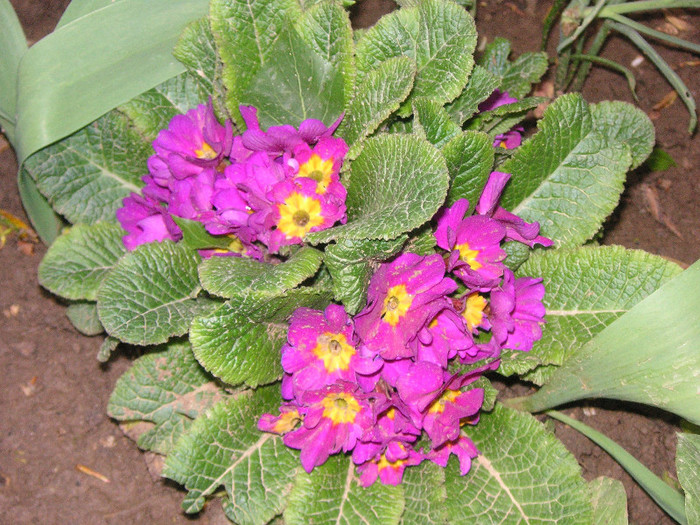 2443231640075666569hsPLnK_fs