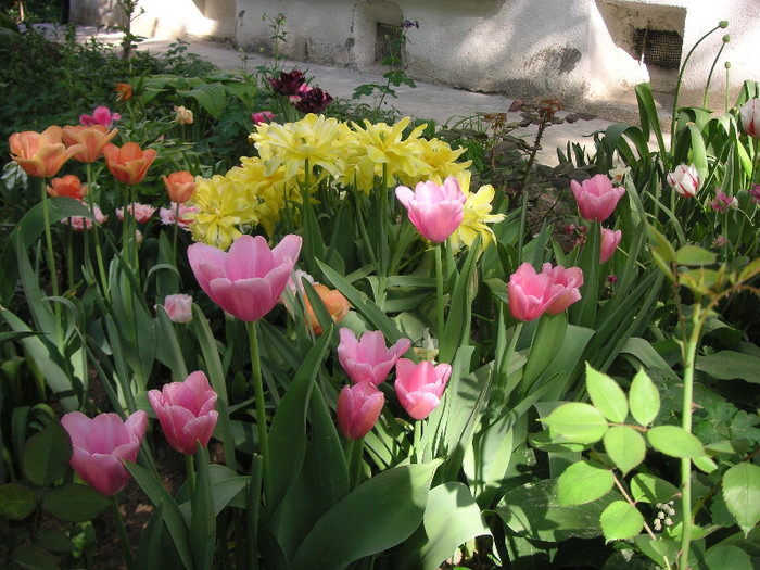 2446395400075666569XAHMmu_fs