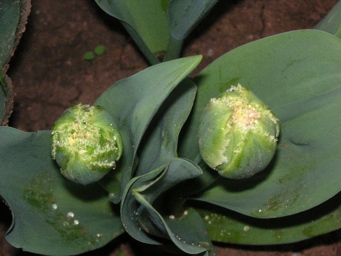 2456439170075666569ewQsnI_fs