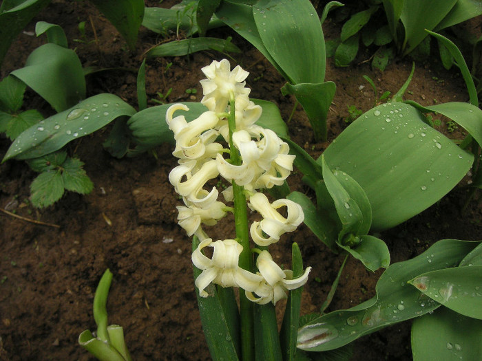 2469518170075666569VsHHJv_fs