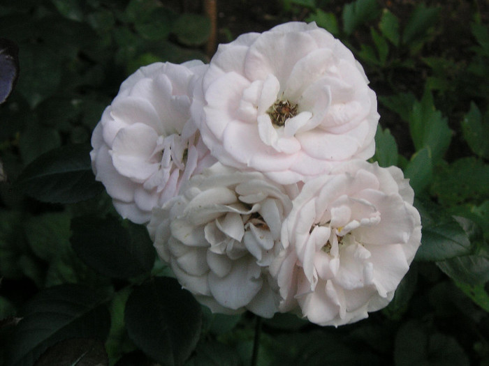 2479185410075666569LZAyto_fs