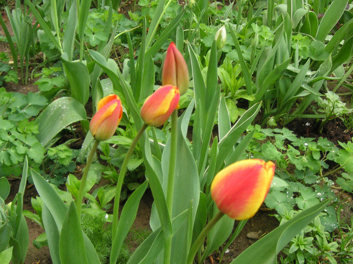 2500782270075666569QZCkdN_fs