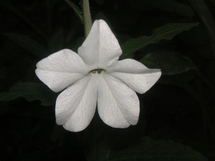 2514902290075666569weJksl_fs