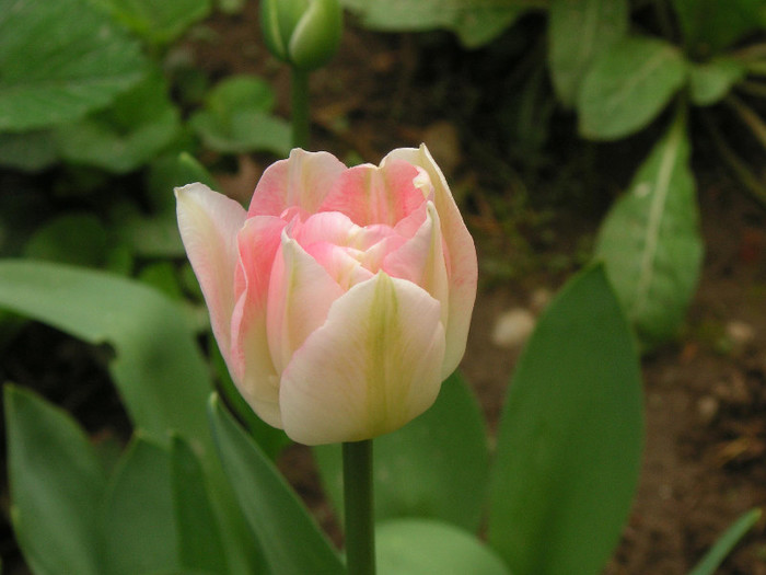 2515149510075666569KckFBi_fs