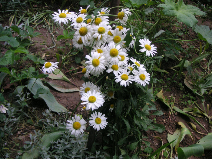 2516563700075666569ozIFFR_fs