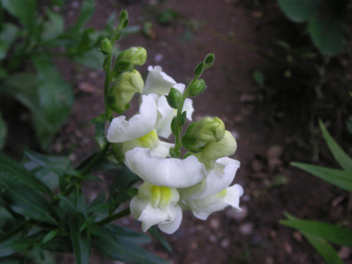 2523214880075666569IPZGAU_fs