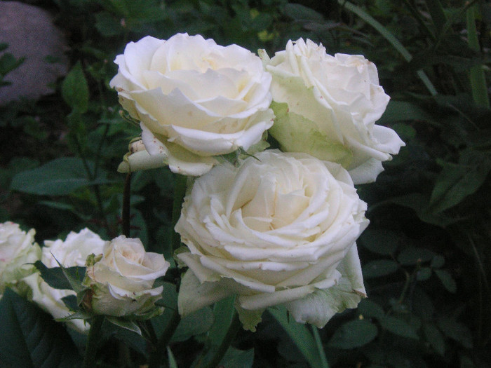 2529847260075666569ceYgNh_fs